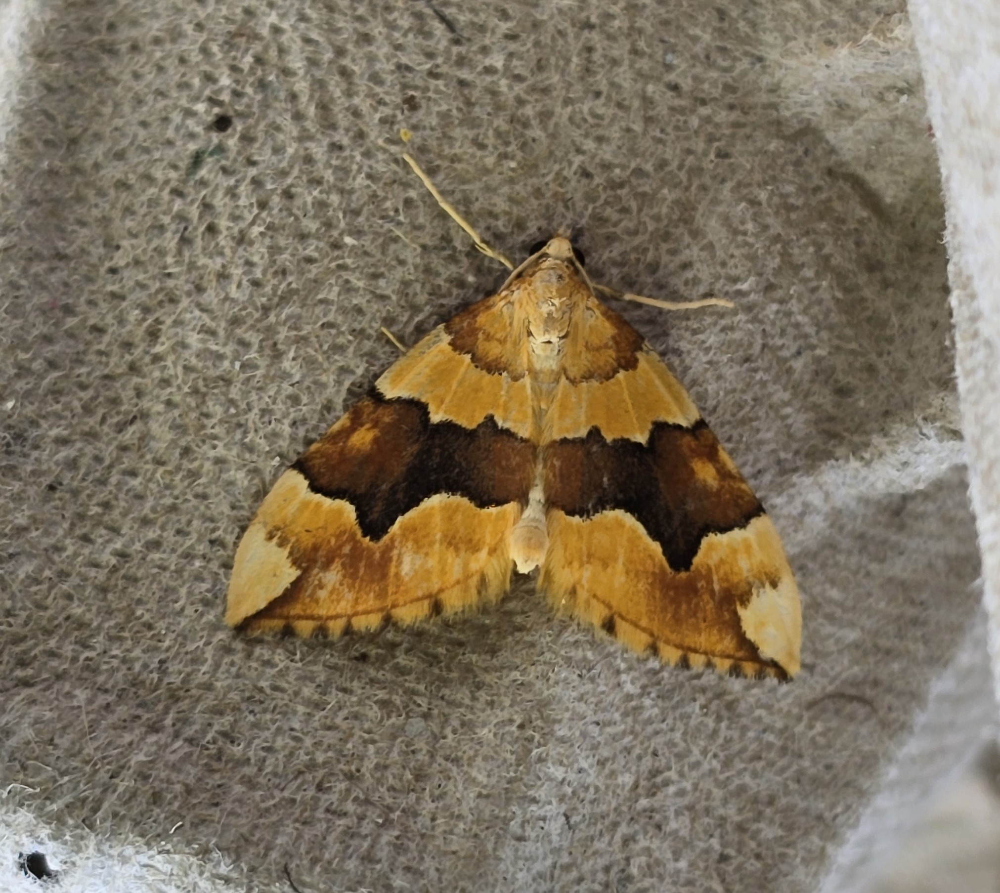 Photo of Barred Yellow (Cidaria fulvata)